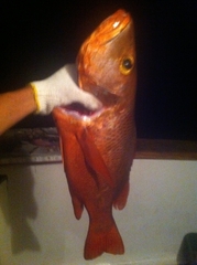 Lutjanus argentimaculatus