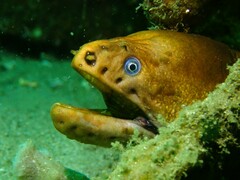 Gymnothorax prasinus