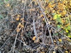 Pseudosermyle
