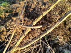 Pseudosermyle