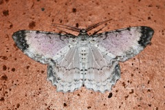 Epimecis semicompleta