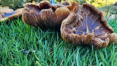 Omphalotus olivascens