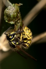 Vespula vulgaris