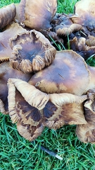 Omphalotus olivascens
