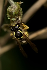 Vespula vulgaris