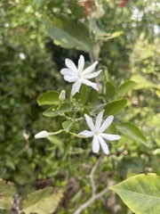 Jasminum fluminense