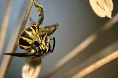 Vespula vulgaris