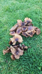 Omphalotus olivascens
