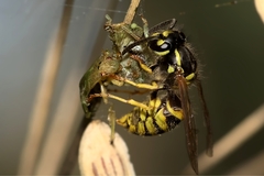 Vespula vulgaris