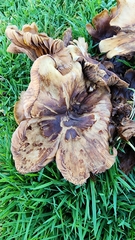 Omphalotus olivascens