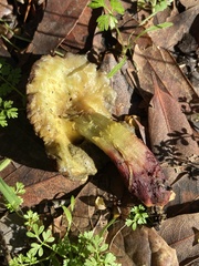 Xerocomellus dryophilus