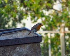 Erithacus rubecula rubecula