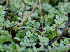 Limnanthes macounii
