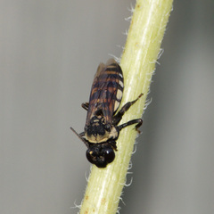 Triepeolus concavus