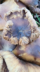 Omphalotus olivascens