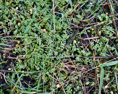 Limnanthes macounii