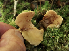 Hydnum crocidens
