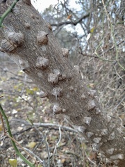 Zanthoxylum clava-herculis