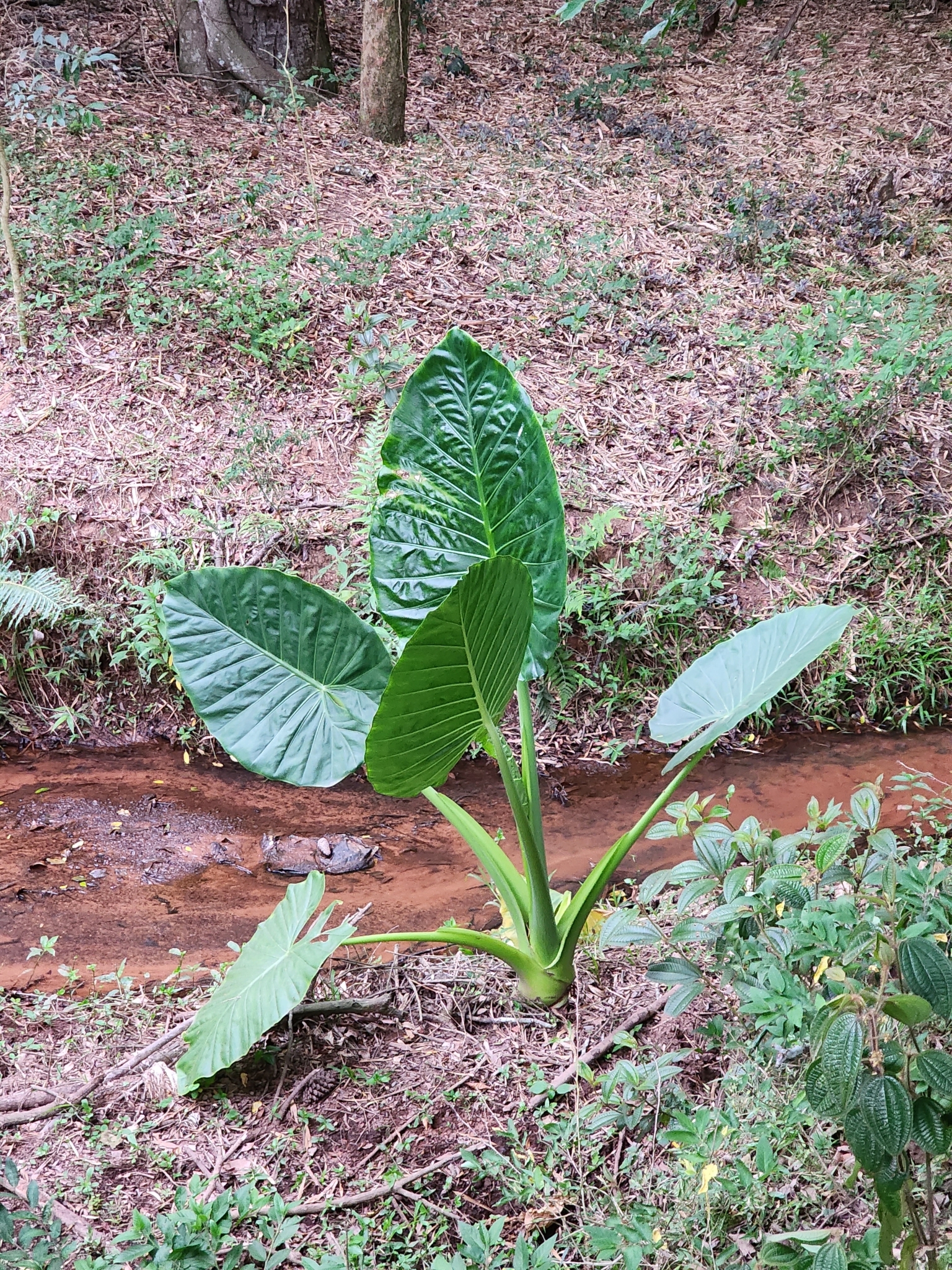 Alocasia macrorrhizos