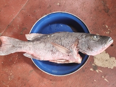 Lutjanus argentimaculatus