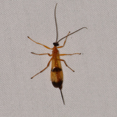 Acrotaphus wiltii