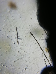 Nostocales