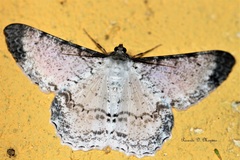 Epimecis semicompleta