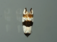Zonopetala decisana