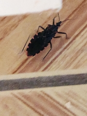 Panstrongylus megistus