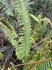 Nephrolepis biserrata