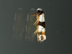 Zonopetala decisana
