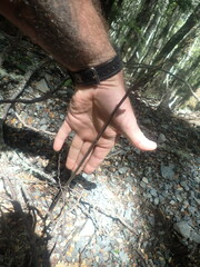 Gastrodia cunninghamii