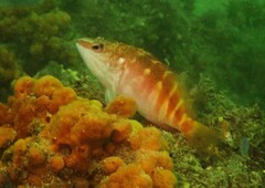 Hypoplectrodes maccullochi