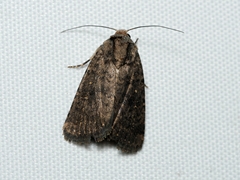 Dasygaster padockina