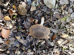 Coprinopsis uliginicola