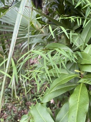 Orthosia scoparia