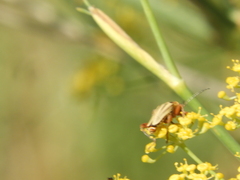 Chauliognathus scriptus