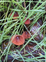 Marasmius plicatulus