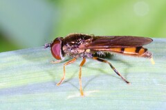 Platycheirus quadratus