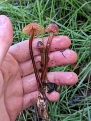 Marasmius plicatulus