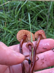 Marasmius plicatulus
