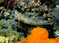 Istigobius hoesei