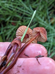 Marasmius plicatulus