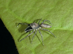 Rishaschia mandibularis
