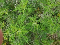Ambrosia artemisiifolia var. artemisiifolia image