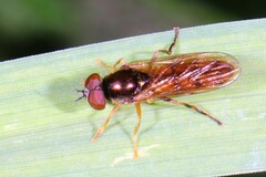 Platycheirus quadratus