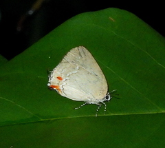 Strephonota