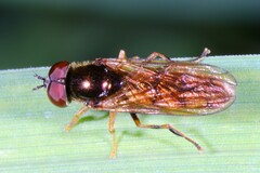 Platycheirus quadratus