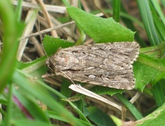 Dichagyris signifera