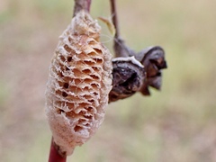 Orthodera